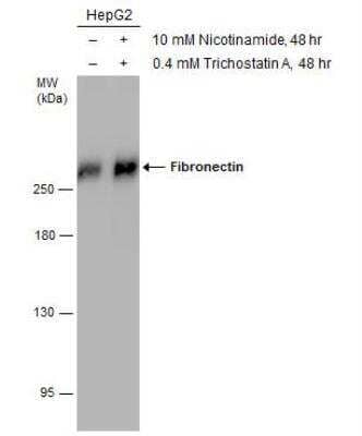 Western Blot: Fibronectin Antibody [NBP1-31369]