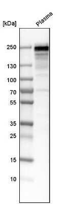 Western Blot: Fibronectin Antibody [NBP1-84468]