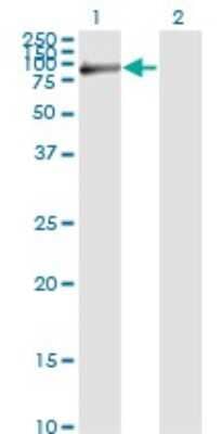 Western Blot: Fibulin 1 Antibody (4C9) [H00002192-M01]