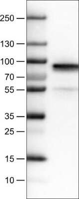 Western Blot: Fibulin 1 Antibody (CL0337) [NBP2-52918]