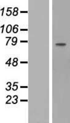 Western Blot: Fibulin 1 Overexpression Lysate [NBP2-10409]