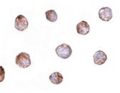 Immunocytochemistry/ Immunofluorescence: Fibulin-3/EFEMP1 Antibody - BSA Free [NBP1-77040]