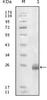 Western Blot: Fibulin 5/DANCE Antibody (1G6A4)BSA Free [NBP1-28890]