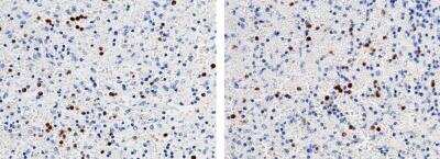 Immunohistochemistry-Paraffin: Ficolin-1 Antibody (017) [NBP2-89714]