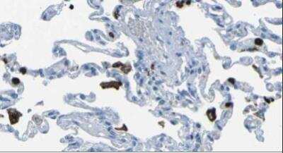 Immunohistochemistry-Paraffin: Ficolin-1 Antibody (1) - BSA Free [NBP1-05050]
