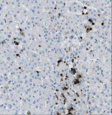 Immunohistochemistry-Paraffin: Ficolin-1 Antibody (1) - BSA Free [NBP1-05050]