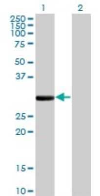 Western Blot: Ficolin-1 Antibody (2B7) [H00002219-M06]