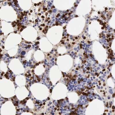Immunohistochemistry-Paraffin: Ficolin-1 Antibody [NBP1-84705]