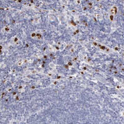 Immunohistochemistry-Paraffin: Ficolin-1 Antibody [NBP1-84705]
