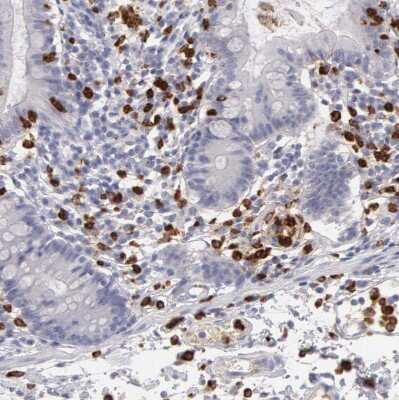 Immunohistochemistry-Paraffin: Ficolin-1 Antibody [NBP1-84705]
