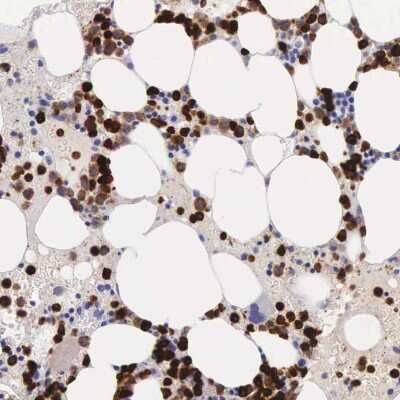 Immunohistochemistry-Paraffin: Ficolin-1 Antibody [NBP1-84706]