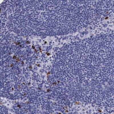 Immunohistochemistry-Paraffin: Ficolin-1 Antibody [NBP1-84706]