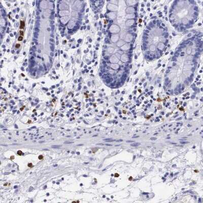 Immunohistochemistry-Paraffin: Ficolin-1 Antibody [NBP1-84706]