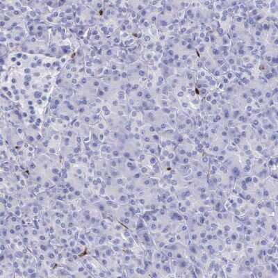Immunohistochemistry-Paraffin: Ficolin-1 Antibody [NBP1-84706]