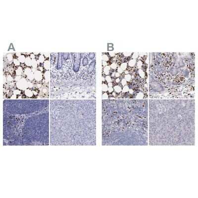 Immunohistochemistry-Paraffin: Ficolin-1 Antibody [NBP1-84706]