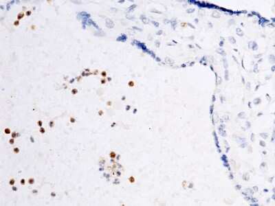 Immunohistochemistry-Paraffin: Ficolin-1 Antibody [NBP2-99666]