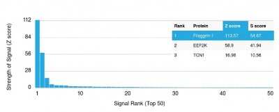 Protein Array: Filaggrin Antibody (FLG/1561) [NBP2-53243]