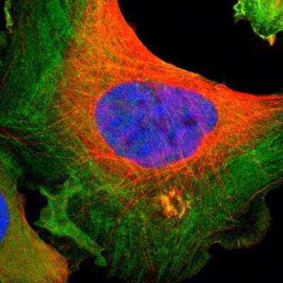 Immunocytochemistry/ Immunofluorescence: Filamin A Antibody [NBP2-76488]