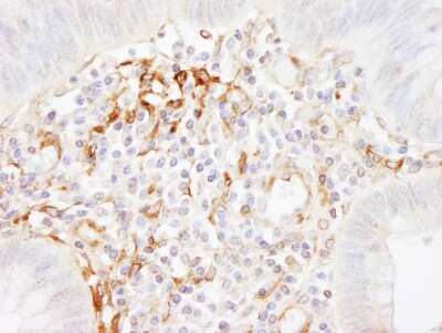 Immunohistochemistry-Paraffin: Filamin A Antibody [NB100-58812]
