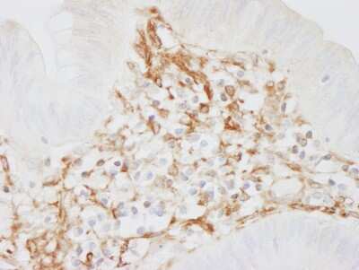 Immunohistochemistry-Paraffin: Filamin A Antibody [NB100-58814]