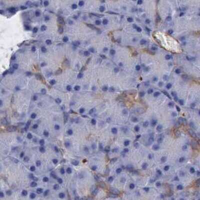 Immunohistochemistry-Paraffin: Filamin A Antibody [NBP1-90284]