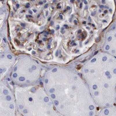 Immunohistochemistry-Paraffin: Filamin A Antibody [NBP1-90284]