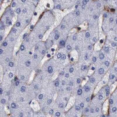 Immunohistochemistry-Paraffin: Filamin A Antibody [NBP1-90284]