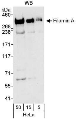 Western Blot: Filamin A Antibody [NB100-58812]