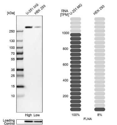 Western Blot: Filamin A Antibody [NBP1-90284]