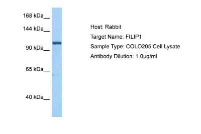 Western Blot: Filamin A interacting protein 1 Antibody [NBP2-82785]