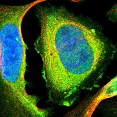 Immunocytochemistry/ Immunofluorescence: Filamin B Antibody [NBP1-90286]