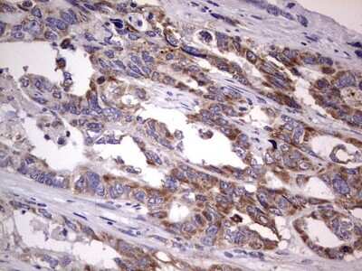 Immunohistochemistry: Filensin Antibody (OTI2B2) [NBP2-46572]
