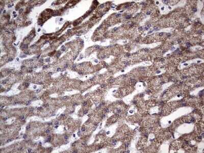 Immunohistochemistry: Filensin Antibody (OTI2B2) [NBP2-46572]