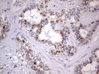 Immunohistochemistry: Filensin Antibody (OTI2B2) [NBP2-46572]