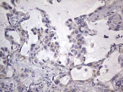 Immunohistochemistry: Filensin Antibody (OTI2B2) [NBP2-46572]