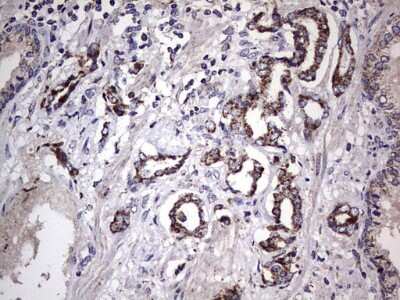 Immunohistochemistry: Filensin Antibody (OTI2B2) [NBP2-46572]