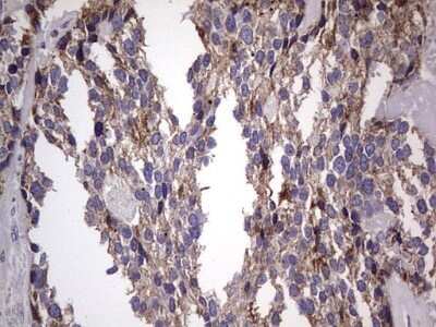 Immunohistochemistry: Filensin Antibody (OTI2B2) - Azide and BSA Free [NBP2-70249]