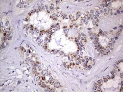 Immunohistochemistry: Filensin Antibody (OTI2B2) - Azide and BSA Free [NBP2-70249]