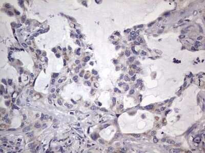 Immunohistochemistry: Filensin Antibody (OTI2B2) - Azide and BSA Free [NBP2-70249]