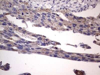 Immunohistochemistry: Filensin Antibody (OTI2B2) - Azide and BSA Free [NBP2-70249]