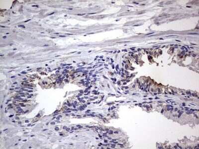 Immunohistochemistry: Filensin Antibody (OTI2B2) - Azide and BSA Free [NBP2-70249]