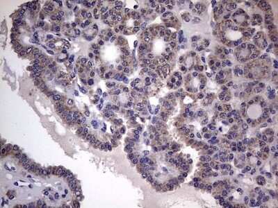 Immunohistochemistry: Filensin Antibody (OTI2B2) - Azide and BSA Free [NBP2-70249]