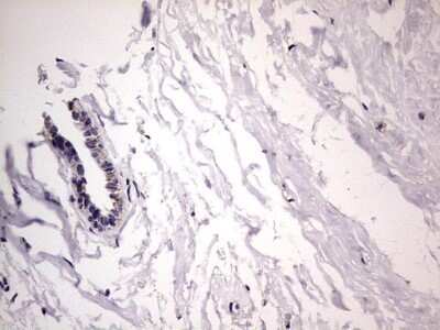 Immunohistochemistry: Filensin Antibody (OTI2B2) - Azide and BSA Free [NBP2-70249]
