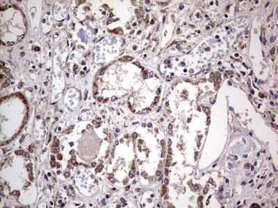 Immunohistochemistry: Filensin Antibody (OTI2B2) - Azide and BSA Free [NBP2-70249]