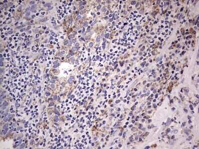 Immunohistochemistry: Filensin Antibody (OTI2B2) - Azide and BSA Free [NBP2-70249]