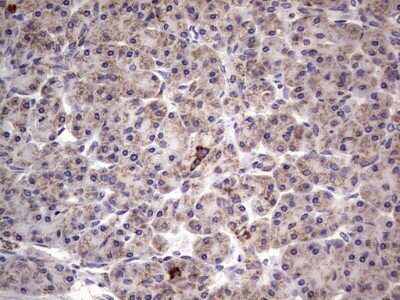 Immunohistochemistry: Filensin Antibody (OTI2B2) - Azide and BSA Free [NBP2-70249]