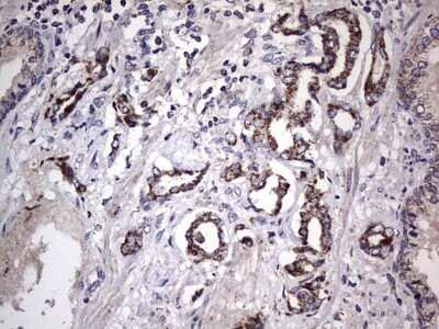 Immunohistochemistry: Filensin Antibody (OTI2B2) - Azide and BSA Free [NBP2-70249]