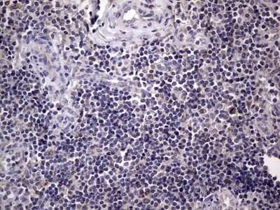 Immunohistochemistry: Filensin Antibody (OTI2B2) - Azide and BSA Free [NBP2-70249]