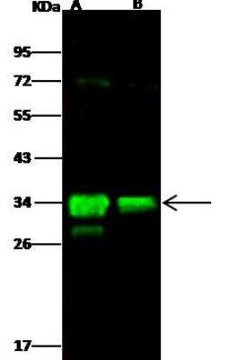 Western Blot: Flagellin Antibody (06) [NBP3-05967]