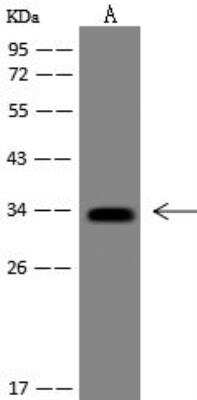 Western Blot: Flagellin Antibody (06) [NBP3-05967]